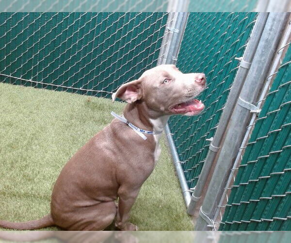 Medium Photo #1 American Pit Bull Terrier-Unknown Mix Puppy For Sale in Downey, CA, USA
