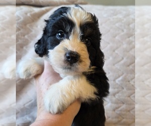 Aussiedoodle Puppy for sale in WILLS POINT, TX, USA