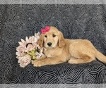 Small #3 Golden Retriever