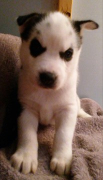 Medium Photo #1 Siberian Husky Puppy For Sale in HILLSBORO, MO, USA