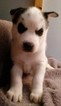 Small Photo #1 Siberian Husky Puppy For Sale in HILLSBORO, MO, USA