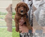 Small Miniature Labradoodle