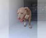Small American Pit Bull Terrier Mix