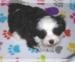 Small #4 Maltipoo
