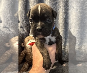 Boxer Puppy for sale in LANSING, MI, USA