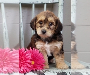 Yo-Chon Puppy for sale in BALTIC, OH, USA