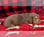 Small Photo #3 Dachshund Puppy For Sale in MURFREESBORO, TN, USA