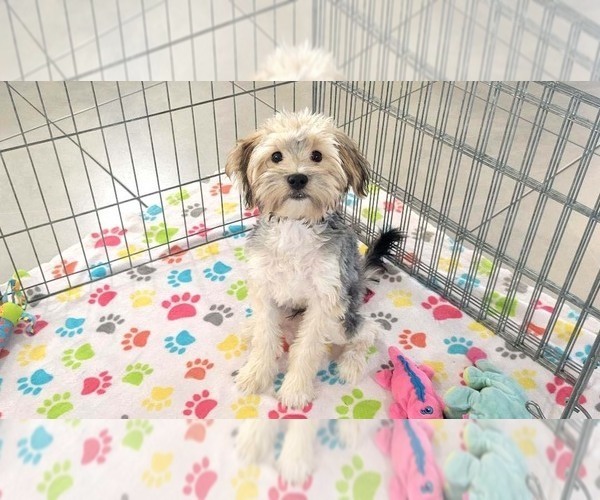 Medium Photo #9 Morkie Puppy For Sale in ORO VALLEY, AZ, USA