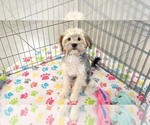 Small #8 Morkie