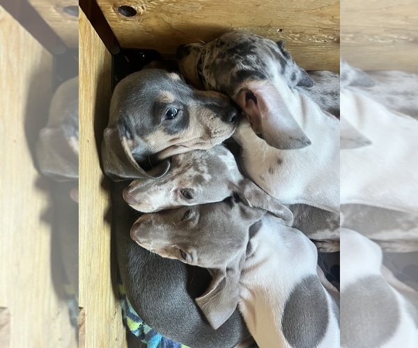 Medium Photo #21 Dachshund Puppy For Sale in LAKEBAY, WA, USA