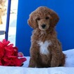 Small Photo #3 Poodle (Standard) Puppy For Sale in GAP, PA, USA