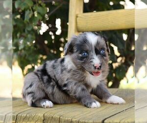 Aussie-Poo Puppy for sale in ARTHUR, IL, USA