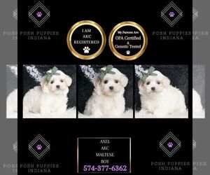 Maltese Puppy for sale in WARSAW, IN, USA