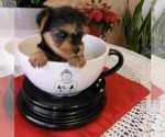 Small Photo #1 Yorkshire Terrier Puppy For Sale in HIALEAH, FL, USA