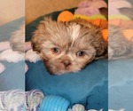 Image preview for Ad Listing. Nickname: Litter of 5