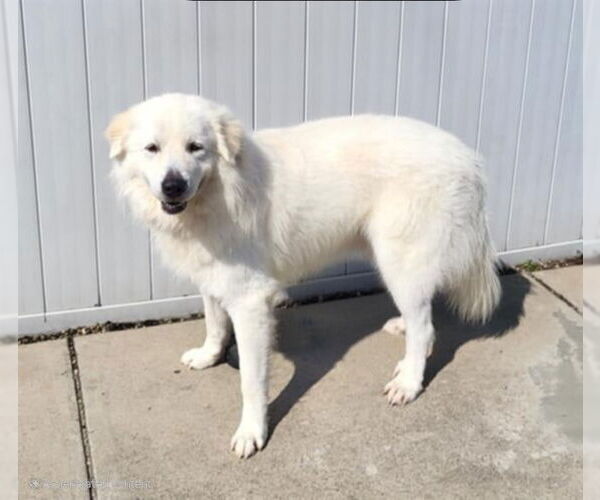 Medium Photo #1 Great Pyrenees Puppy For Sale in Croydon, NH, USA