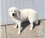 Small Great Pyrenees
