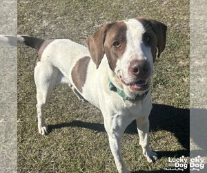 Pointer Dogs for adoption in Washington, DC, USA
