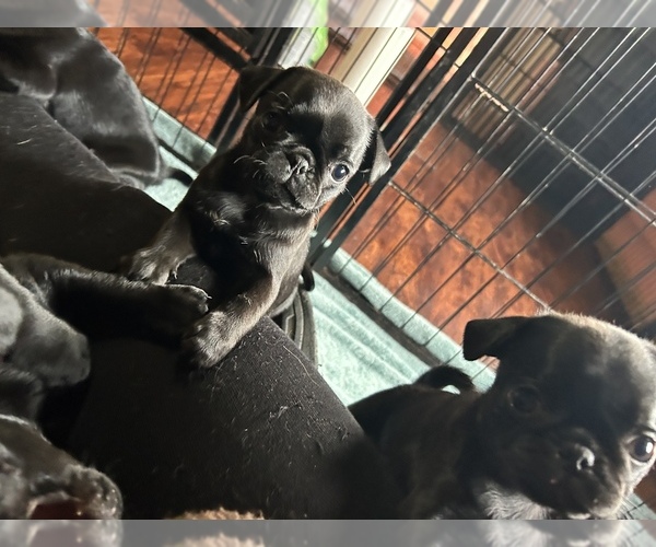 Medium Photo #4 Pug Puppy For Sale in BLOOMINGTON, IL, USA