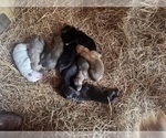 Small Photo #10 German Shepherd Dog-Great Dane Mix Puppy For Sale in SARASOTA, FL, USA