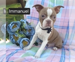 Boston Terrier Puppy for sale in MINERAL WELLS, WV, USA