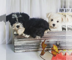 Small Photo #6 Schnauzer (Miniature) Puppy For Sale in WINDYVILLE, MO, USA