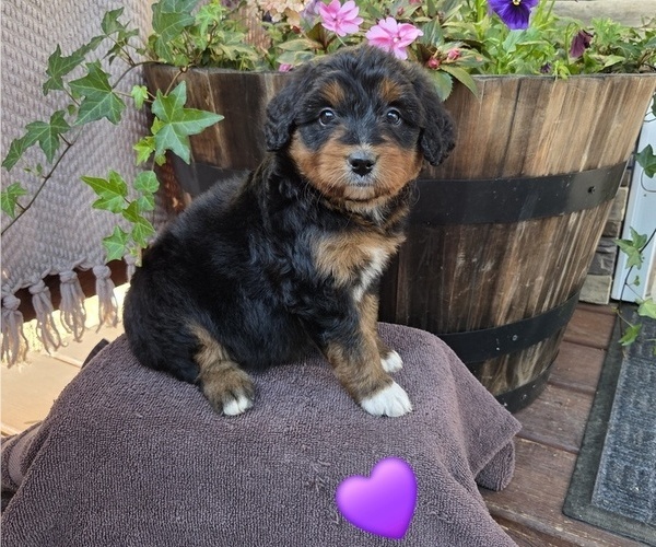 Medium Photo #2 Aussiedoodle Puppy For Sale in SALISBURY, PA, USA