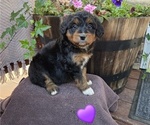 Puppy Bobo Aussiedoodle