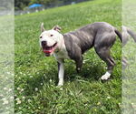 Small #5 American Pit Bull Terrier