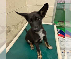 Mutt Dogs for adoption in Rohnert Park, CA, USA