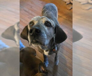 Mutt Dogs for adoption in Salt Lake City, UT, USA