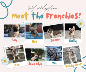 French Bulldog Puppy for sale in SACRAMENTO, CA, USA