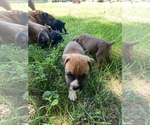 Small Photo #1 Boxer Puppy For Sale in ROBINSON, IL, USA