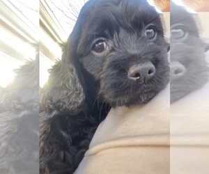 Cock-A-Poo-Cockapoo Mix Puppy for sale in BOONES MILL, VA, USA