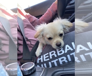 Pekingese-YorkiePoo Mix Puppy for sale in NASHVILLE, TN, USA