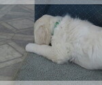 Small Photo #9 English Cream Golden Retriever Puppy For Sale in MECHANICSVILLE, MD, USA