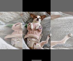 Bliss - Female Chihuahua-Unknown Mix Dog for Adoption - Photo #5