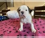 Small Photo #2 Bulldog Puppy For Sale in BELTON, MO, USA