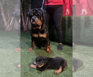 Father of the Rottweiler puppies born on 07/06/2022
