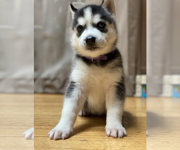 Medium Photo #5 Siberian Husky Puppy For Sale in LYNNWOOD, WA, USA