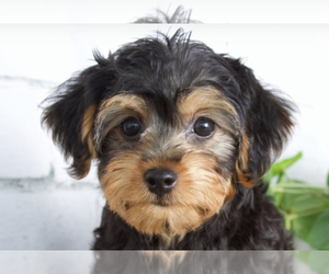 YorkiePoo Puppy for sale in RED LION, PA, USA