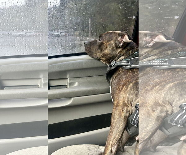 Medium Photo #14 Staffordshire Bull Terrier Puppy For Sale in Mount Laurel, NJ, USA