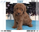 Puppy Toby Poodle (Toy)
