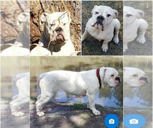 Mother of the Olde English Bulldogge puppies born on 02/07/2023