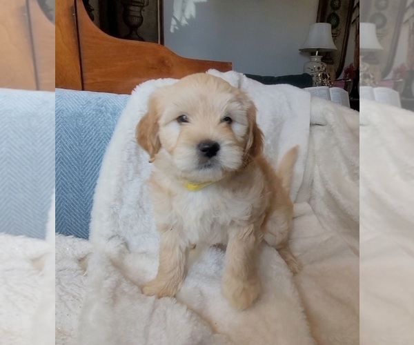 Medium Photo #6 Lhasa Apso Puppy For Sale in PHOENIX, AZ, USA