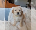 Small #5 Lhasa Apso