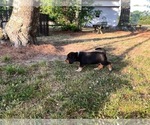 Small #9 Bluetick Beagle