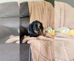 Puppy Trixie Dachshund