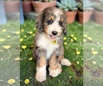 Small #3 Bernedoodle