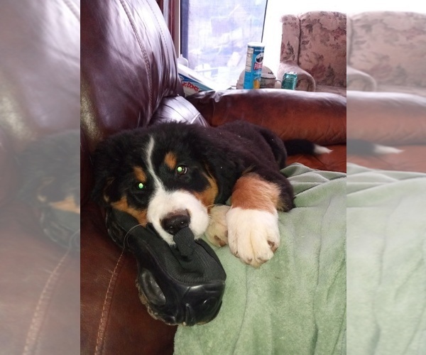 Medium Photo #1 Bernese Mountain Dog Puppy For Sale in KIRKVILLE, NY, USA